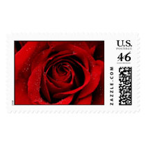 A Rose in Bloom Stamps