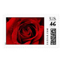 A Rose in Bloom stamp