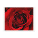 A Rose in Bloom Postcard by LemonPie501 A Rose in Bloom Postcard