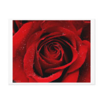 A Rose in Bloom Postcard by LemonPie501 A Rose in Bloom Postcard