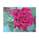 A Rose in Kenya Postcard
