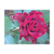 A Rose in Kenya Postcard