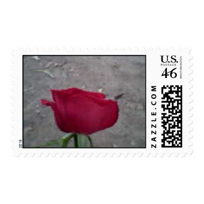 A_Rose.jpg by youngn