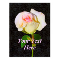 A Rose Unfolding - Black Damask postcards