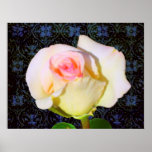 A Rose Unfolding - Black Damask Print