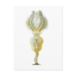 A Rotifer Post Card