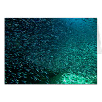 A school of fish in Cozumel Greeting Card