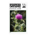 A Scottish Milk Thistle postage by GregKush A Scottish Milk Thistle postage