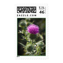 A Scottish Milk Thistle postage by GregKush A Scottish Milk Thistle postage