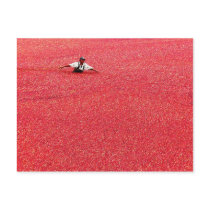 A sea of red cranberries postcards