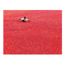 A sea of red cranberries postcards