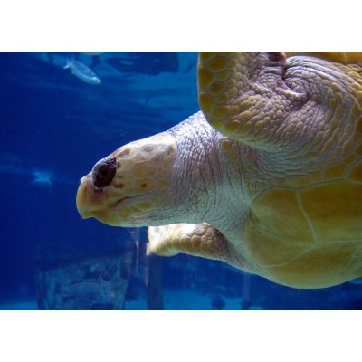 A Sea Turtle Swims By card
