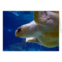 A Sea Turtle Swims By cards