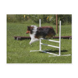 A Sheltie Clears the Bar Postcard