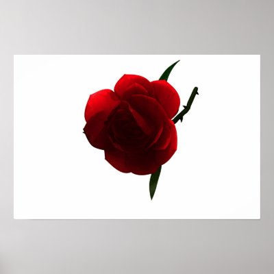 A simple rose print by EvanC