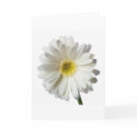 A Single Daisy for you and the Cancer Warrior card
