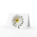 A Single Daisy for you and the Cancer Warrior card