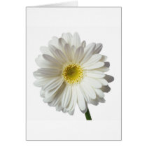 A Single Daisy for you and the Cancer Warrior cards