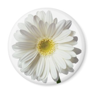 A Single Daisy for you and the Cancer Warrior magnet