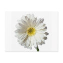 A Single Daisy for you and the Cancer Warrior postcard