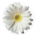 A Single Daisy for you and the Cancer Warrior sticker