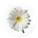A Single Daisy for you and the Cancer Warrior sticker