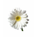 A Single Daisy for you and the Cancer Warrior shirt