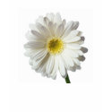 A Single Daisy for you and the Cancer Warrior shirt