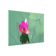 A single pink waterlily in a pond canvas print