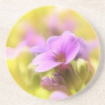 A Single Purple Rock Cress Flower Coaster