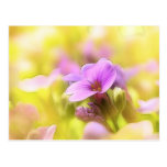 A Single Purple Rock Cress Flower Postcard