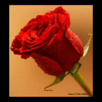 A single rose poster. posters