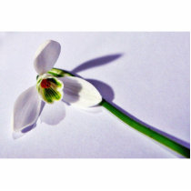 A Single Snowdrop On The Table photo sculptures by lifesphere A Single Snowdrop On The Table photo sculptures