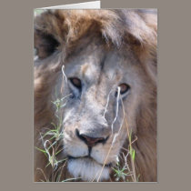 A Sleepy Lion cards
