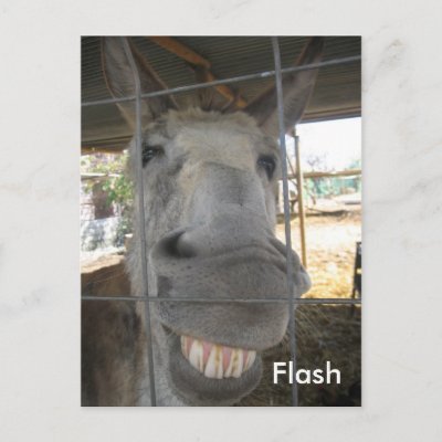 a_smiling_donkey_called_flash_postcard-p239875032556344771baanr_400.jpg