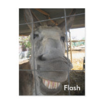 A smiling donkey called Flash Postcard