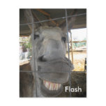 A smiling donkey called Flash Postcard