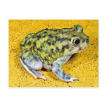 A spadefoot toad post cards