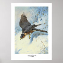A Sparrow-hawk in Flight Posters