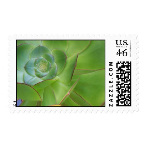 A Special Succulent Postage Stamp