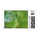 A Special Succulent Postage Stamp