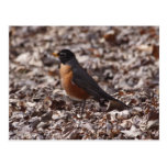 A Spring Robin Post Card