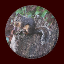 A SQUIRREL MOMENT ~ Magnet by RavenSpiritPrints A SQUIRREL MOMENT ~ Magnet