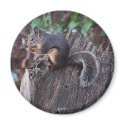 A SQUIRREL MOMENT ~ Magnet by RavenSpiritPrints A SQUIRREL MOMENT ~ Magnet