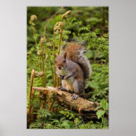 A Squirrel on a Log Print