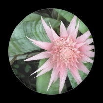 A Star is Born magnets