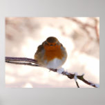 A staring Robin Posters
