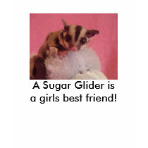 A Sugar Glider isa girls best friend! t-shirts