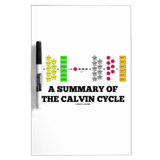 A Summary Of The Calvin Cycle (Photosynthesis) Dry-Erase Whiteboard