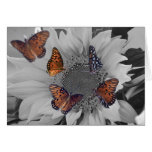 A Sunflower with Several Butterflies Greeting Cards